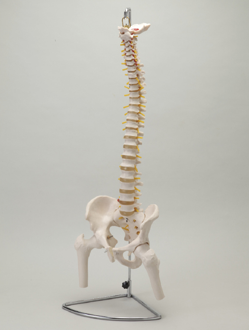 S＋CURE】大腿骨付脊髄帯 神経整体模型 - 模型 - 模型・ポスター